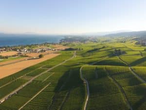 Aerial of Vineyard fields between Lausanne and Geneva in Switzer