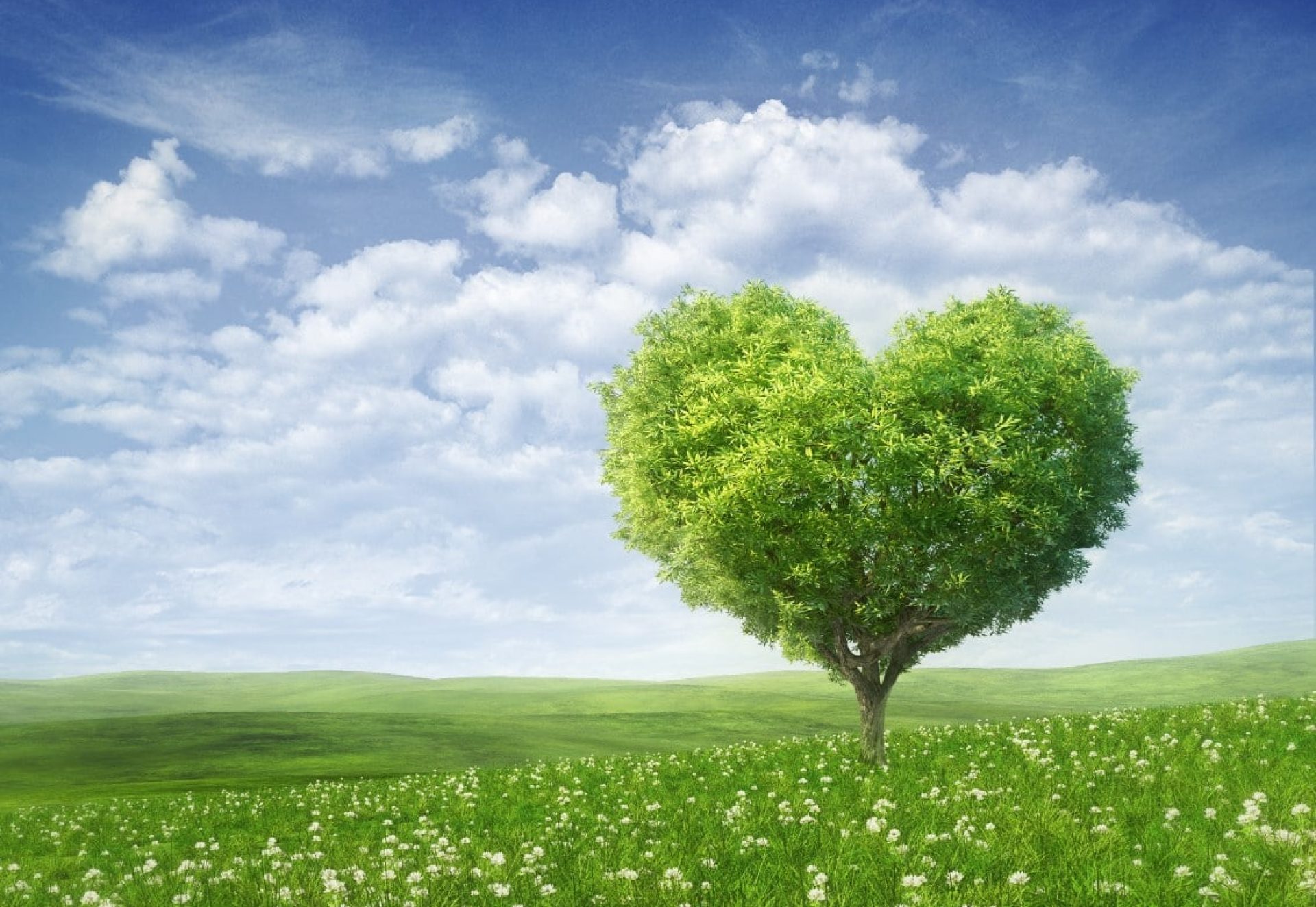 Arbre en forme de coeur. Arbre en forme de coeur.