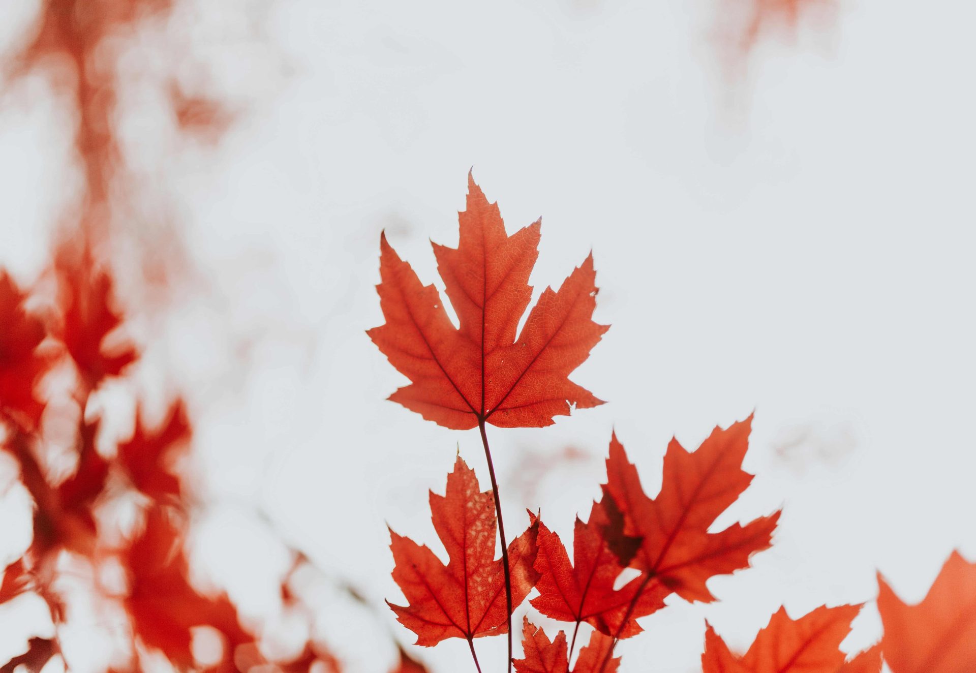 Canada_cole-keister-Y7h4DgeAnuA-unsplash Canada_cole-keister-Y7h4DgeAnuA-unsplash
