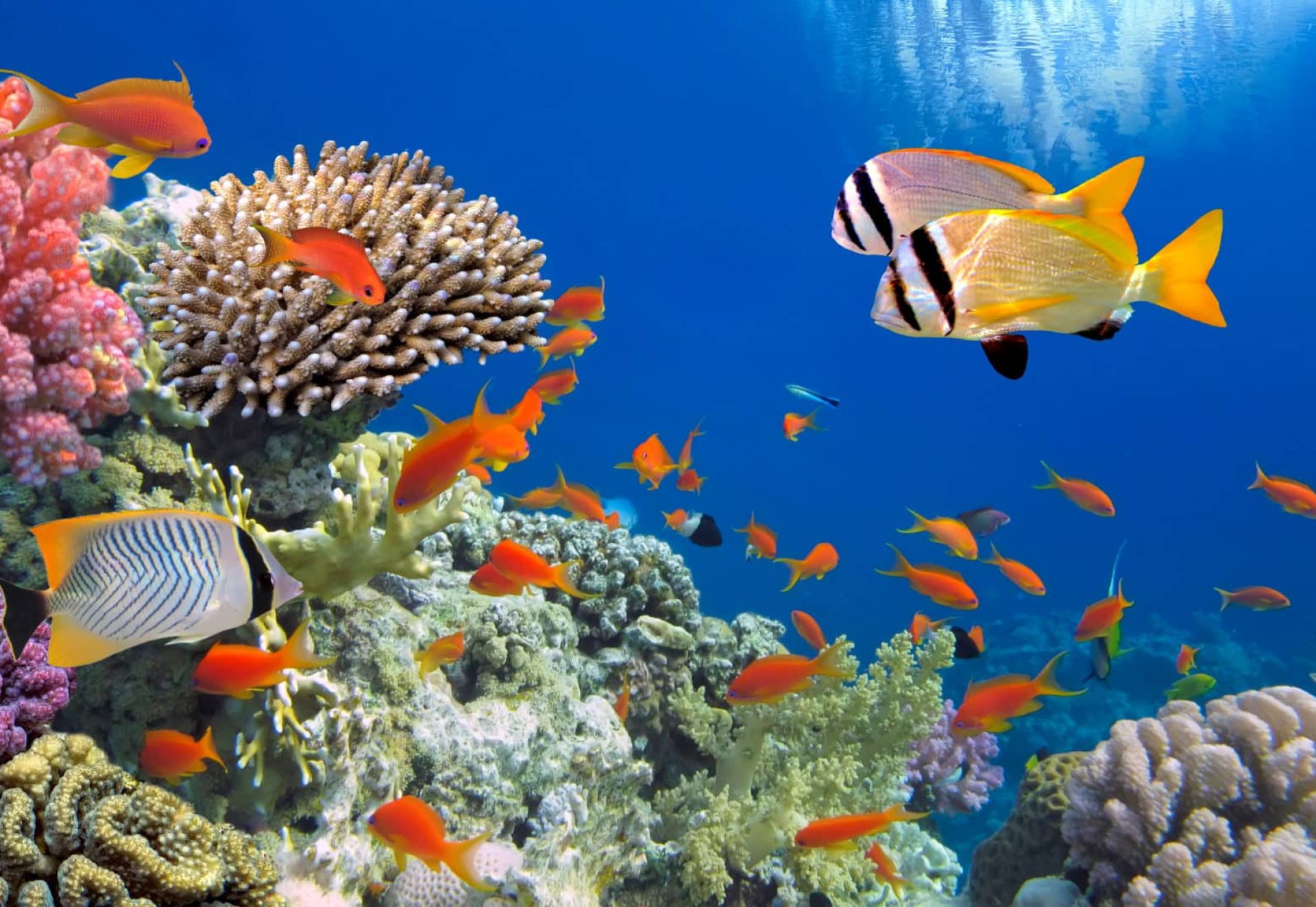 Poisson – corail Poisson - corail