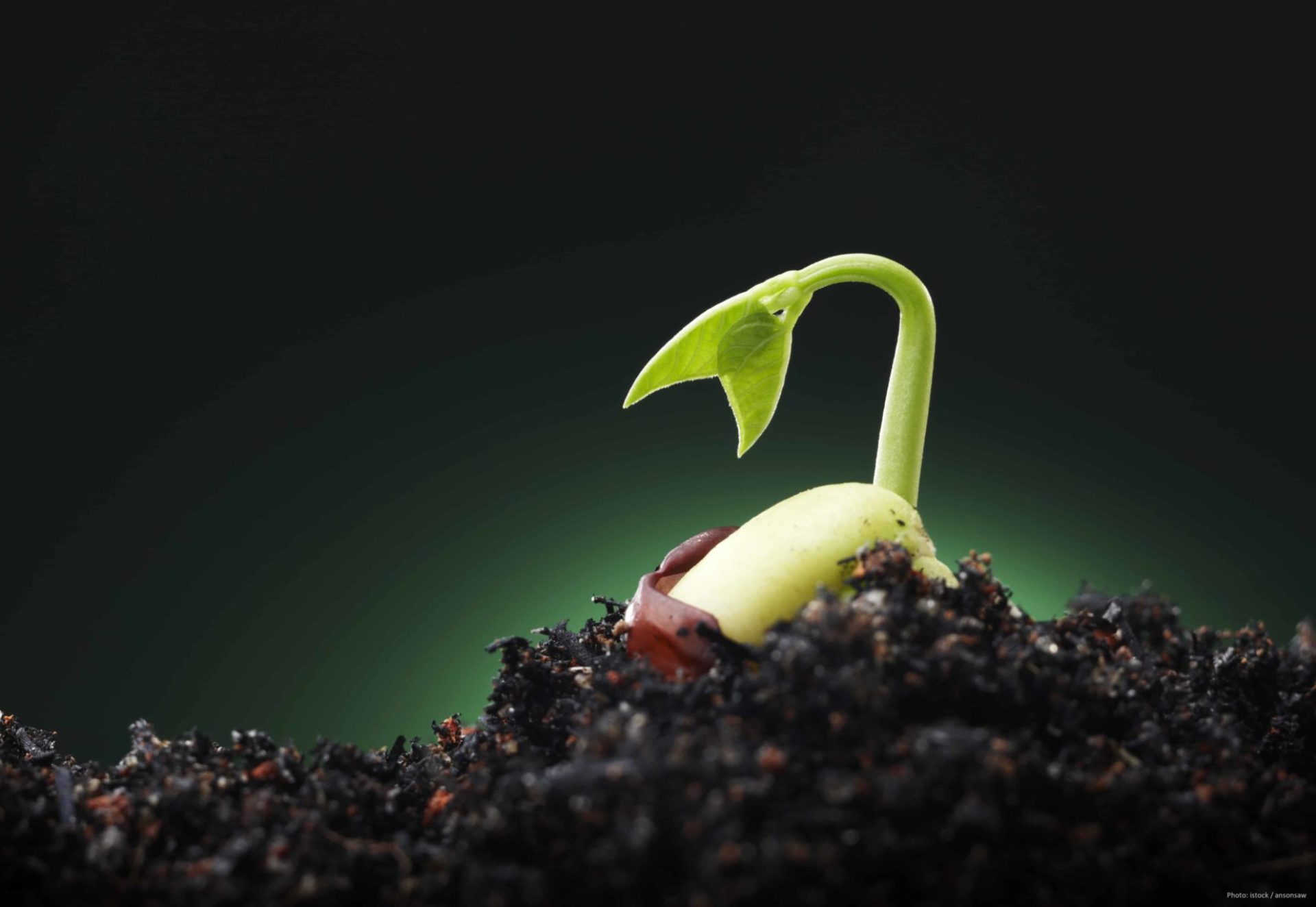 Seed beginning to sprout in dirt against green background small plant on soil against green background