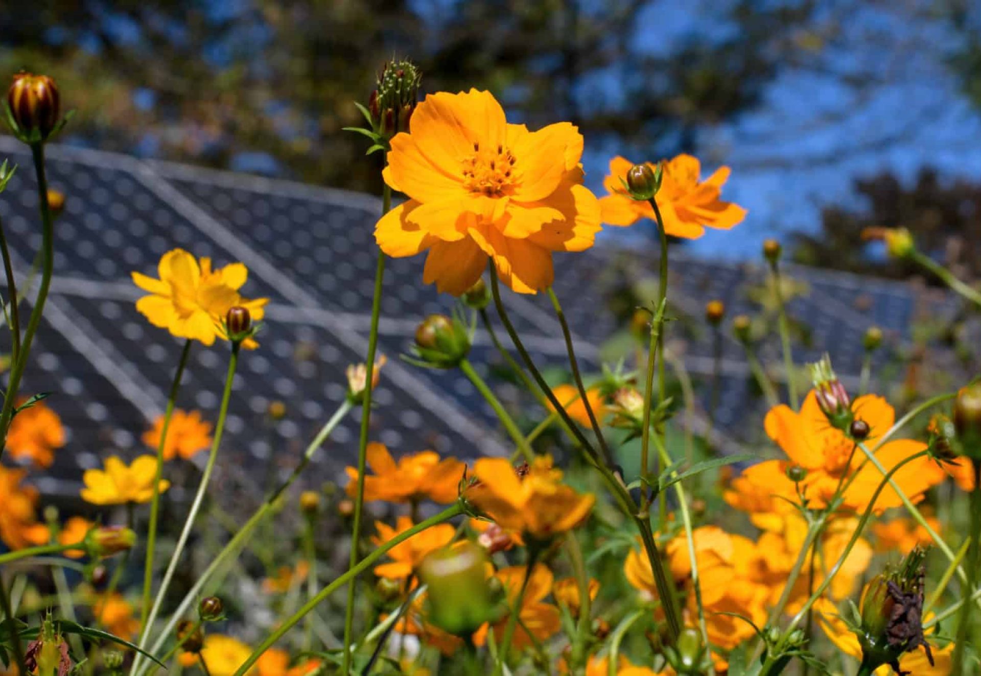 coquelicots-pannneau solaires coquelicots-pannneau solaires
