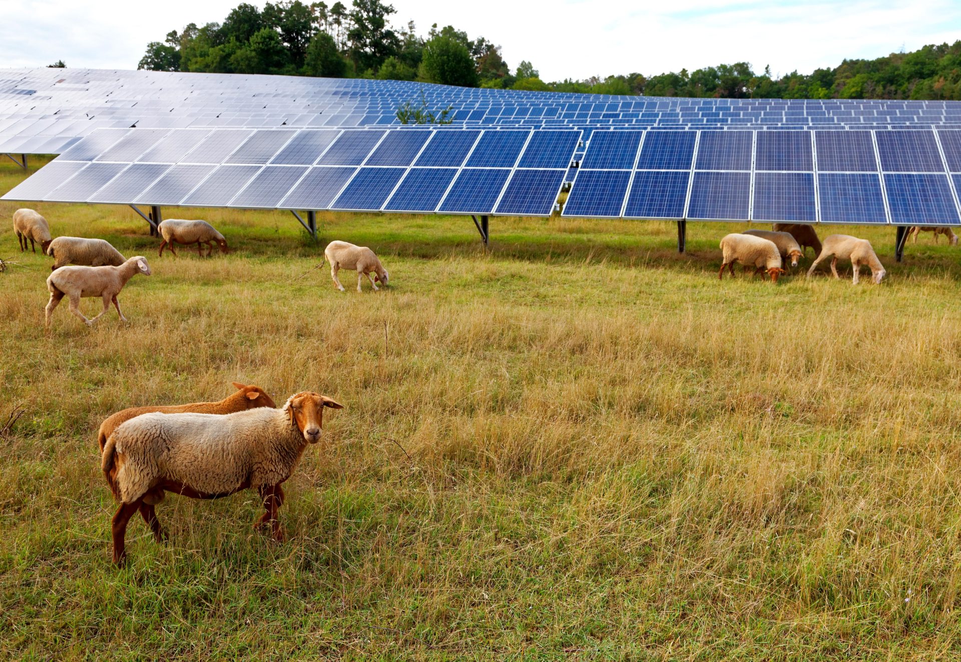 solar power station with sheep solar panels with grazing sheep