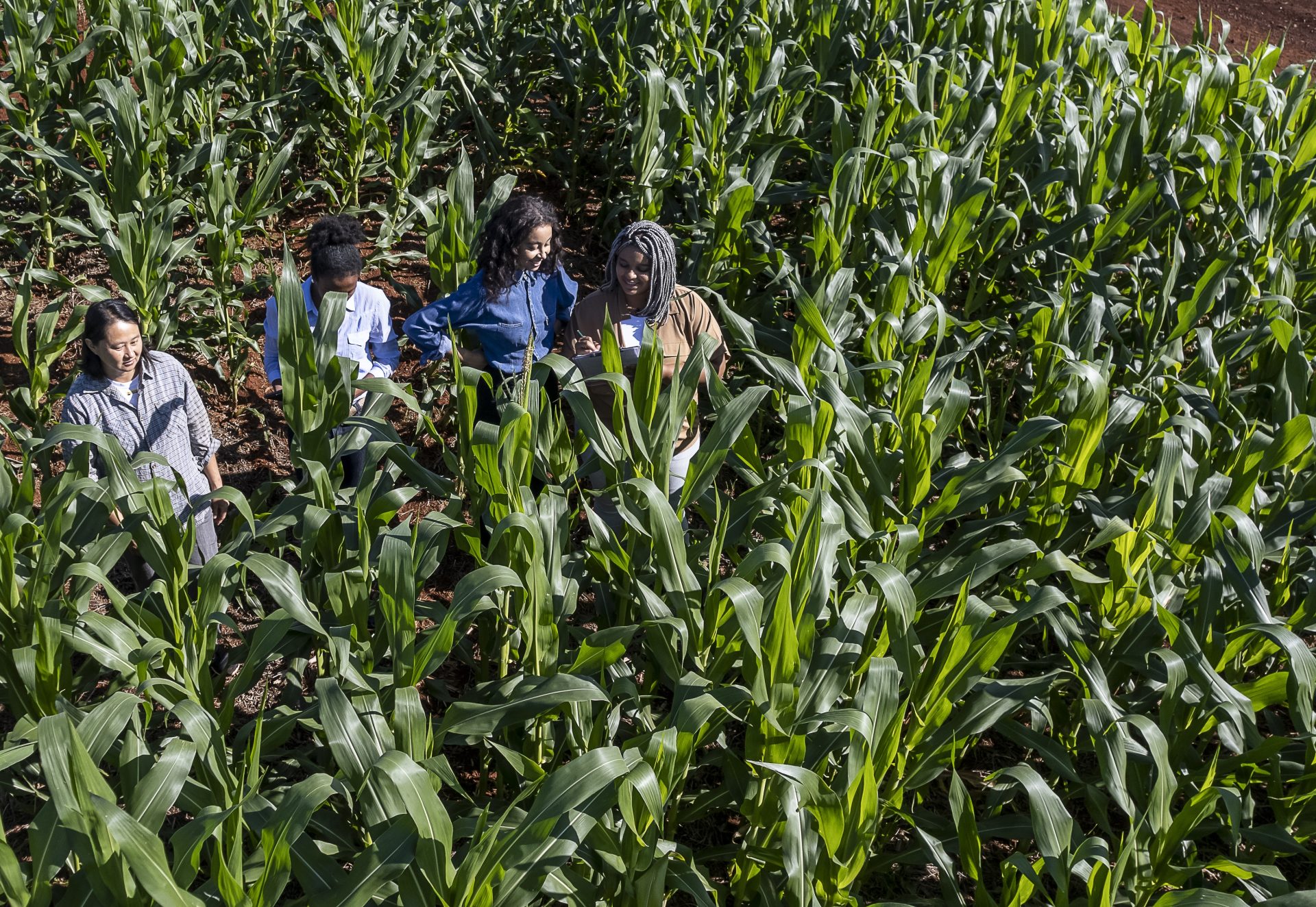 Women engineers in leaf analysis in corn plantation Women engineers in leaf analysis in corn plantation
