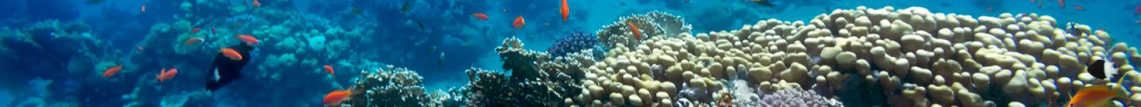 Tropical fish and turtle in the Red Sea, Egypt