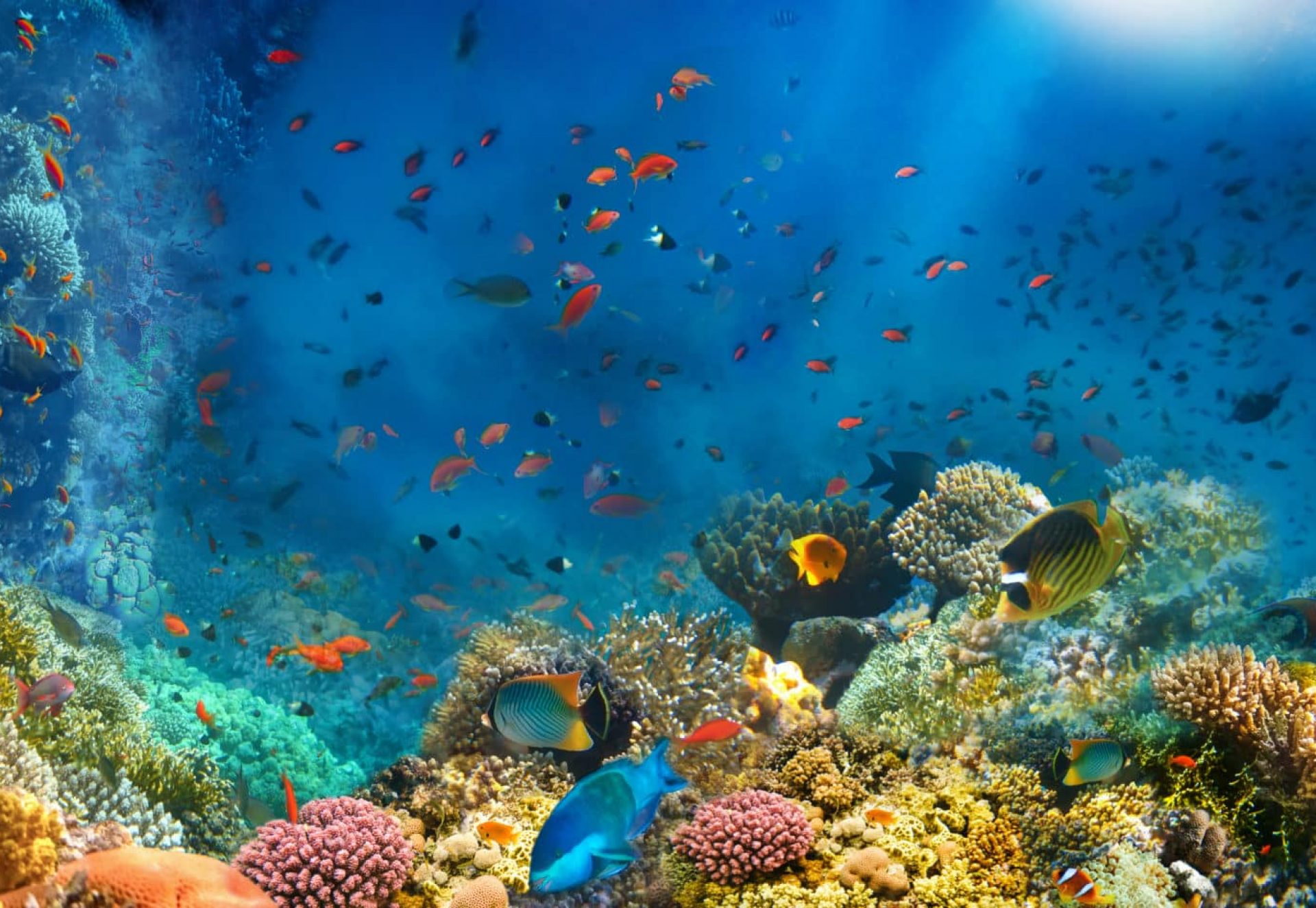 Underwater,World.,Coral,Reef,And,Fishes,In,Red,Sea,At