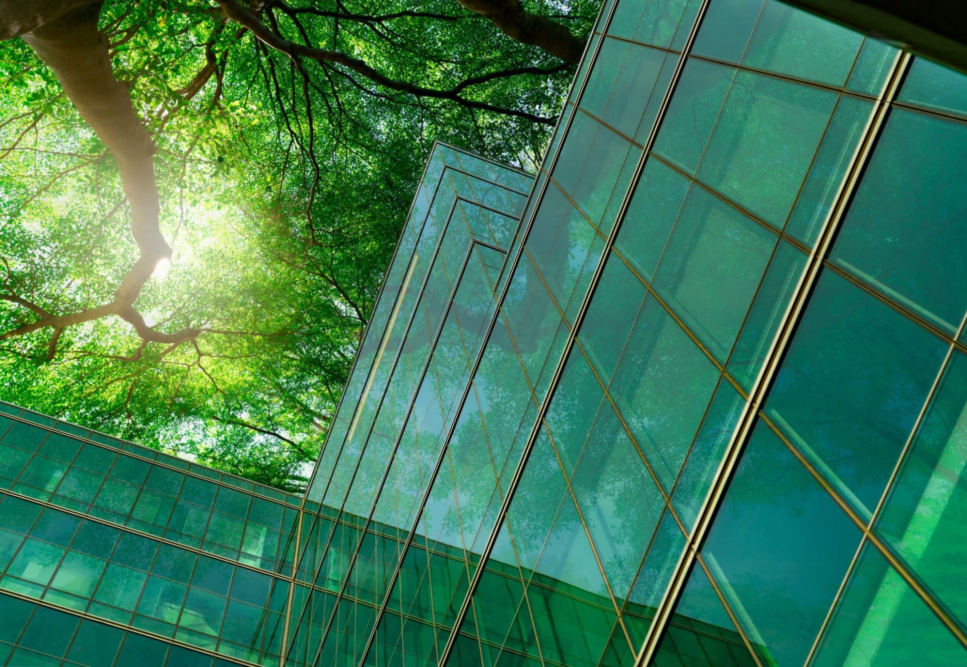 Eco-friendly,Building,In,The,Modern,City.,Green,Tree,Branches,With