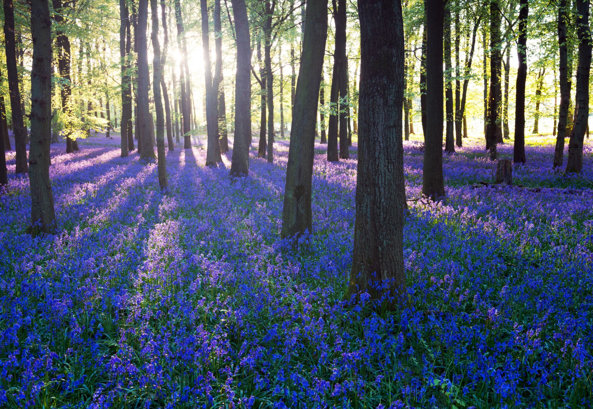 Purple,Bluebell,Woods,In,Early,Morning,Sunrise Purple,Bluebell,Woods,In,Early,Morning,Sunrise