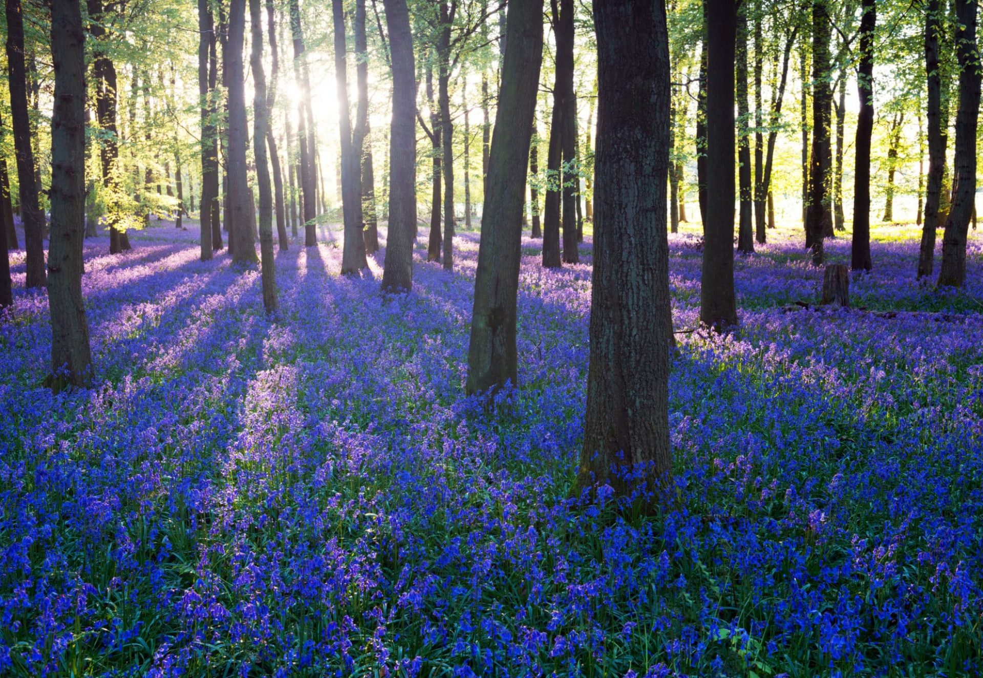 Purple,Bluebell,Woods,In,Early,Morning,Sunrise