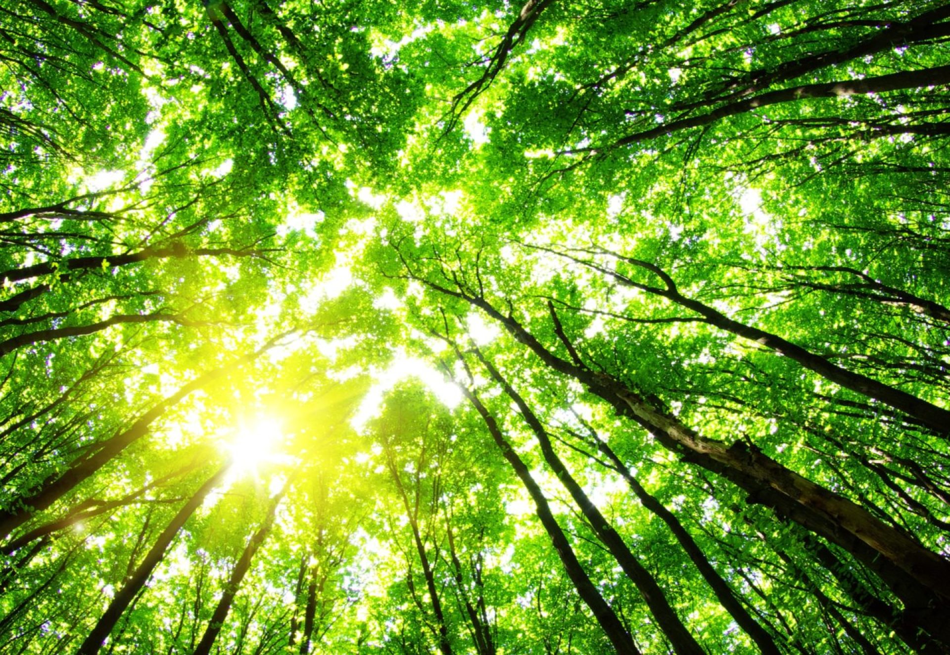 green-forest-background-sunny-day green-forest-background-sunny-day